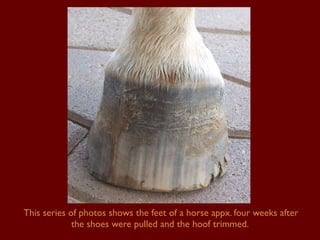 This series of photos shows the feet of a horse appx. four weeks after the shoes were pulled and the hoof trimmed.  