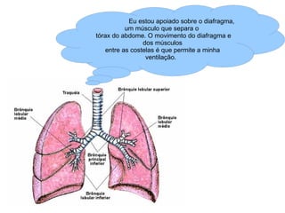 Eu estou apoiado sobre o diafragma, um músculo que separa o  tórax do abdome. O movimento do diafragma e dos músculos entre as costelas é que permite a minha ventilação.  