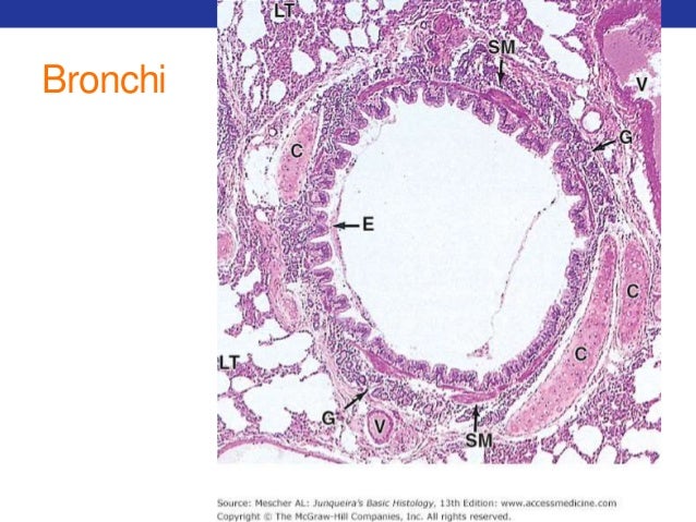 hyaline cartilage