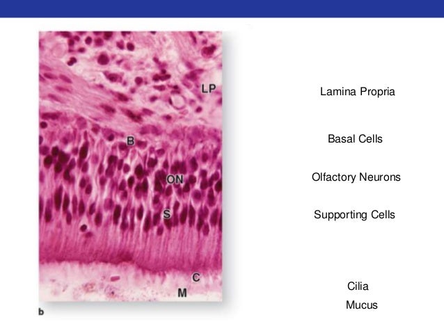 pulmonology histology 6 638