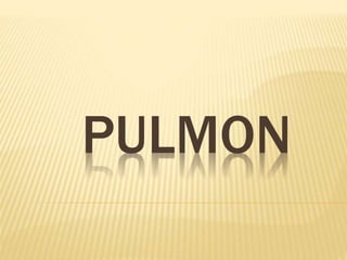 PULMON
 