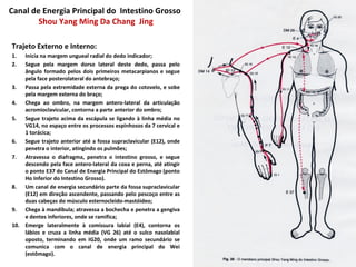Canal de Energia Principal do Intestino Grosso
Shou Yang Ming Da Chang Jing
Trajeto Externo e Interno:
1. Inicia na margem ungueal radial do dedo indicador;
2. Segue pela margem dorso lateral deste dedo, passa pelo
ângulo formado pelos dois primeiros metacarpianos e segue
pela face posterolateral do antebraço;
3. Passa pela extremidade externa da prega do cotovelo, e sobe
pela margem externa do braço;
4. Chega ao ombro, na margem antero-lateral da articulação
acromioclavicular, contorna a parte anterior do ombro;
5. Segue trajeto acima da escápula se ligando à linha média no
VG14, no espaço entre os processos espinhosos da 7 cervical e
1 torácica;
6. Segue trajeto anterior até a fossa supraclavicular (E12), onde
penetra o interior, atingindo os pulmões;
7. Atravessa o diafragma, penetra o intestino grosso, e segue
descendo pela face antero-lateral da coxa e perna, até atingir
o ponto E37 do Canal de Energia Principal do Estômago (ponto
Ho Inferior do Intestino Grosso).
8. Um canal de energia secundário parte da fossa supraclavicular
(E12) em direção ascendente, passando pelo pescoço entre as
duas cabeças do músculo esternocleido-mastóideo;
9. Chega à mandíbula; atravessa a bochecha e penetra a gengiva
e dentes inferiores, onde se ramifica;
10. Emerge lateralmente à comissura labial (E4), contorna os
lábios e cruza a linha média (VG 26) até o sulco nasolabial
oposto, terminando em IG20, onde um ramo secundário se
comunica com o canal de energia principal do Wei
(estômago).
 