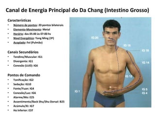 Canal de Energia Principal do Da Chang (Intestino Grosso)
Características
• Número de pontos: 20 pontos bilaterais
• Elemento-Movimento: Metal
• Horário: das 05:00 às 07:00 hs
• Nível Energético: Yang Ming (3º)
• Acoplado: Fei (Pulmão)
Canais Secundários
• Tendino/Muscular: IG1
• Divergente: IG1
• Conexão (LUO): IG6
Pontos de Comando
• Tonificação: IG2
• Sedação: IG10
• Fonte/Yuan: IG4
• Conexão/Luo: IG6
• Alarme/Mo: E25
• Assentimento/Back Shu/Shu Dorsal: B25
• Acúmulo/Xi: IG7
• Ho Inferior: E37
 