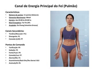 Canal de Energia Principal do Fei (Pulmão)
Características
• Número de pontos: 11 pontos bilaterais
• Elemento-Movimento: Metal
• Horário: das 03:00 às 05:00 hs
• Nível Energético: Tai Yin (4º)
• Acoplado: Da Chang (Intestino Grosso)
Canais Secundários
• Tendino/Muscular: P11
• Divergente: P1
• Conexão (LUO): P7
Pontos de Comando
• Tonificação: P9
• Sedação: P5
• Fonte/Yuan: P9
• Conexão/Luo: P7
• Alarme/Mo: P1
• Assentimento/Back Shu/Shu Dorsal: B13
• Acúmulo/Xi: P6
 