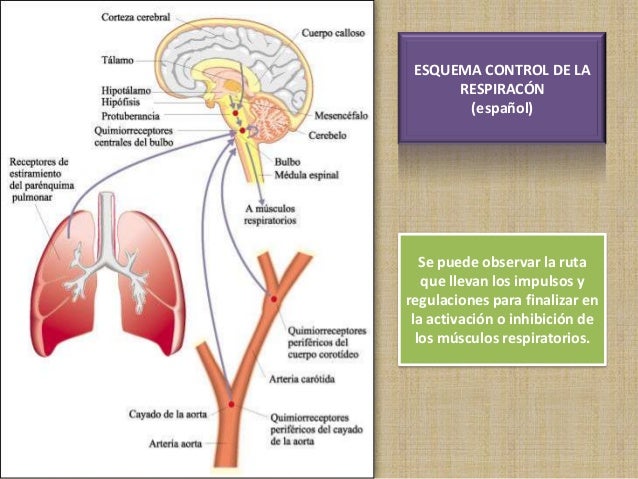 Resultado de imagen para regulacion de la respiracion