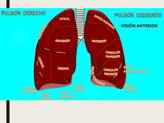 pulmon ANATOMÍA BIEN EXPLICADO Y RESUMIDO | PPTX