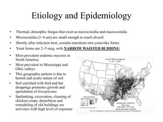 Etiology and Epidemiology
• Thermal, dimorphic fungus that exist as microconidia and macroconidia
• Microconidia (2–4 um) are small enough to reach alveoli
• Shortly after infection host, conidia transform into yeast-like forms
• Yeast forms are 2–5 mcg, with NARROW WAISTED BUDDING
• Most prevalent endemic mycosis in
North America
• Most prevalent in Mississippi and
Ohio valleys
• This geographic pattern is due to
humid and acidic nature of soil
• Soil enriched with bird and bat
droppings promotes growth and
sporulation of histoplasma
• Spelunking, excavation, cleaning of
chicken coops, demolition and
remodeling of old buildings are
activities with high level of exposure
 