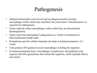 Pathogenesis
• Inhaled microconidia reach alveoli and are phagocytosed by alveolar
macrophages within which they transform into yeast forms. Transformation is a
requisite for pathogenesis
• Yeasts replicate within macrophages within which they are disseminated
hematogenously
• Yeasts utilize the macrophage’s phagosome as a vehicle to translocate to
hilar/mediastinal lymph nodes
• Histoplasma specific cellular immunity develops in immunocompetent at 2
weeks.
• Cells produce IFN gamma to assist macrophages in killing the organism
• In immunocompotent hosts, macrophages, lymphocytes, and epithelial cells
organize and form granulomas that contain the organism, which typically fibrose
and calcify
 
