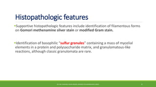 Histopathologic features
Supportive histopathologic features include identification of filamentous forms
on Gomori methenamine silver stain or modified Gram stain.
Identification of basophilic “sulfur granules” containing a mass of mycelial
elements in a protein and polysaccharide matrix, and granulomatous-like
reactions, although classic granulomata are rare.
DR. MD. SHAFIQUL ISLAM DEWAN, RESIDENT (PULMONOLOGY), DMCH 8
 