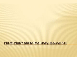 PULMONARY ADENOMATOSIS/JAAGSIEKTE
 
