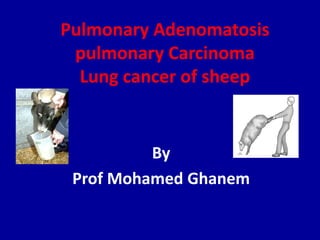 Pulmonary Adenomatosis
pulmonary Carcinoma
Lung cancer of sheep
By
Prof Mohamed Ghanem
 