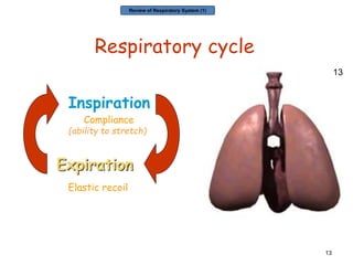 Pulmonary anat phys lung scint principles | PPTX
