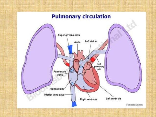 Pulmonary and Systemic Circulation
