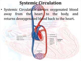 Systemic Circulation
• Systemic Circulation carries oxygenated blood
away from the heart to the body, and
returns deoxygenated blood back to the heart.
 