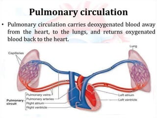 Pulmonary circulation
• Pulmonary circulation carries deoxygenated blood away
from the heart, to the lungs, and returns oxygenated
blood back to the heart.
 
