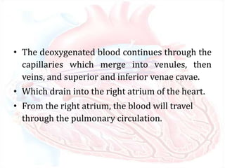 • The deoxygenated blood continues through the
capillaries which merge into venules, then
veins, and superior and inferior venae cavae.
• Which drain into the right atrium of the heart.
• From the right atrium, the blood will travel
through the pulmonary circulation.
 