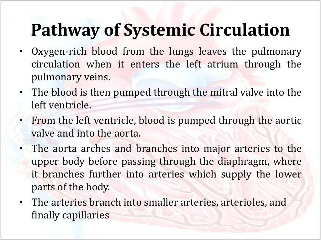 Pulmonary and systemic circulation