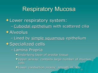 Respiratory Mucosa
 Lower   respiratory system:
  – Cuboidal epithelium with scattered cilia
 Alveolus

  – Lined by simple squamous epithelium
 Specialized      cells
  – Lamina Propria
     Underlyinglayer of areolar tissue
     Upper airway: contains large number of mucous
      cells
     Lower conduction airway: smooth muscle
                                            10
 