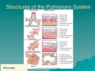Structures of the Pulmonary System




GOod example                   11
 