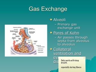 Gas Exchange
         Alveoli
          – Primary gas
            exchange unit
         Pores of Kohn
          – Air passes through
            septa from alveolus
            to alveolus
         Collateral
          ventilation and
          even air
          distribution deep
               Only work with
               breath.

               especially during illness
                                     13
 