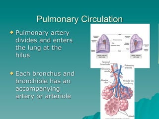 Pulmonary Circulation
   Pulmonary artery
    divides and enters
    the lung at the
    hilus

   Each bronchus and
    bronchiole has an
    accompanying
    artery or arteriole

                                  16
 