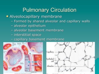 Pulmonary Circulation
   Alveolocapillary membrane
    –   Formed by shared alveolar and capillary walls
    –   alveolar epithelium
    –   alveolar basement membrane
    –   interstitial space
    –   capillary basement membrane




                                                17
 