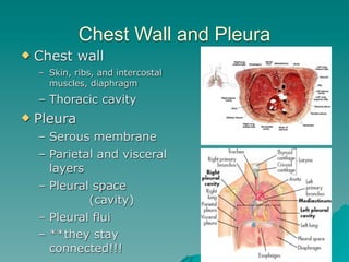 Chest Wall and Pleura
   Chest wall
    – Skin, ribs, and intercostal
      muscles, diaphragm
    – Thoracic cavity
   Pleura
    – Serous membrane
    – Parietal and visceral
      layers
    – Pleural space
             (cavity)
    – Pleural flui
    – **they stay
      connected!!!                   19
 