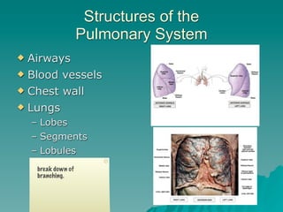 Structures of the
                     Pulmonary System
 Airways
 Blood vessels

 Chest wall

 Lungs

    – Lobes
    – Segments
    – Lobules
     break down of
     branching.



                                          2
 