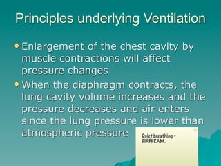 Principles underlying Ventilation
 Enlargement   of the chest cavity by
  muscle contractions will affect
  pressure changes
 When the diaphragm contracts, the
  lung cavity volume increases and the
  pressure decreases and air enters
  since the lung pressure is lower than
  atmospheric pressure Quiet breathing =
                          DIAPHRAM.


                                      25
 