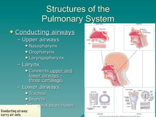 Structures of the
                           Pulmonary System
         Conducting airways
           – Upper airways
                 Nasopharynx

                 Oropharynx
                 Laryngopharynx

           – Larynx
                 Connects      upper and
                      lower airways -
                      three cartillage.
           – Lower airways
                 Trachea
                 Bronchi

                 Terminal    bronchioles
Conducting air way:                             3
carry air only.
 