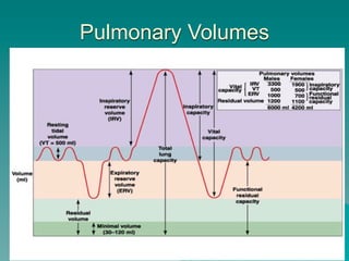 Pulmonary Volumes




                    30
 