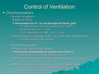 Control of Ventilation
   Chemoreceptors
    – Central receptors
          Reflects PaCO2
          Stimulated by H+ in cerebrospinal fluid (pH)
             – CO2 diffuses into CSF until equilibrium is reached
             – Combines with H2O = H2CO3
             – H2CO3 dissociates into H+ + HCO3- (￬
                                                                             
                                          

    – Peripheral receptors
          Aortic arch and carotid bodies
          Primarily stimulated by hypoxemia (PaO2)
             – Also sensitive to changes in PaCO2 and pH
          Sends efferent signals to DRG (Dorsal respiratory group).
             – Increase respiratory rate and depth
          Major stimulus to ventilation in chronic hypoventilation
             – Central chemoreceptors become insensitive
             – Renal compensation with HCO3 diffusion into CSF          35
 