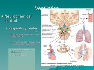 Ventilation
   Neurochemical
    control

    – Respiratory center
         Dorsal respiratory group - sets
          basic rythm.


         Ventral respiratory group - deep
          breath, quicker expiration.


         Pneumotaxic center
       Modulators
         Apneustic center




                                                  36
 