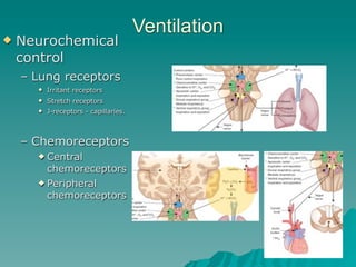 Ventilation
   Neurochemical
    control
    – Lung receptors
         Irritant receptors
         Stretch receptors
         J-receptors - capillaries.



    – Chemoreceptors
       Central
        chemoreceptors
       Peripheral
        chemoreceptors




                                                     37
 