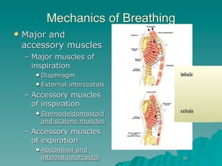 Mechanics of Breathing
   Major and
    accessory muscles
    – Major muscles of
      inspiration
       Diaphragm                 inhale
       External   intercostals
    – Accessory muscles
      of inspiration
       Sternocleidomastoid
                                  exhale

        and scalene muscles
    – Accessory muscles
      of expiration
       Abdominal   and
        internal intercostal      39
 