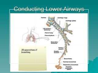 Conducting Lower Airways



                      Text




  26 generations of
  branching.




                             4
 