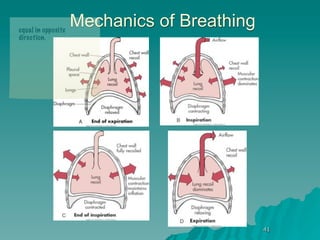 equal in opposite
                    Mechanics of Breathing
direction.




                                             41
 