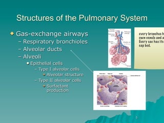Structures of the Pulmonary System
   Gas-exchange airways                every bronchus h
                                        own venule and a
    – Respiratory bronchioles           Every sac has its
                                        cap bed.
    – Alveolar ducts
    – Alveoli
       Epithelial   cells
         – Type I alveolar cells
              Alveolar structure

         – Type II alveolar cells
              Surfactant
               production




                                    5
 