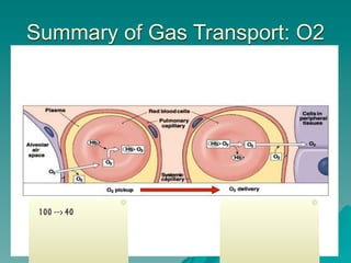 Summary of Gas Transport: O2




 100 --> 40



                        50
 