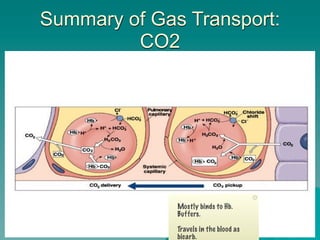 Summary of Gas Transport:
         CO2




              Mostly binds to Hb.
              Buffers.

              Travels in the blood as   57
              bicarb.
 