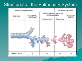 Structures of the Pulmonary System




                             6
 