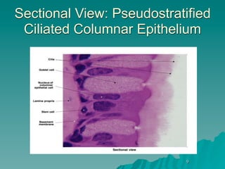 Sectional View: Pseudostratified
 Ciliated Columnar Epithelium




                            9
 