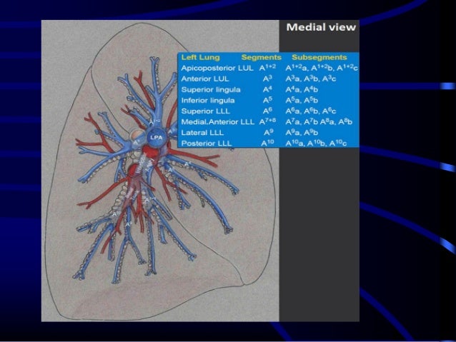 Pulmonary Artery Anatomy and Pulmonary Embolism