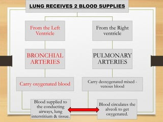 LUNG RECEIVES 2 BLOOD SUPPLIES
From the Left
Ventricle
BRONCHIAL
ARTERIES
Carry oxygenated blood
Blood supplied to
the conducting
airways, lung
interstitium & tissue.
From the Right
ventricle
PULMONARY
ARTERIES
Carry deoxygenated mixed -
venous blood
Blood circulates the
alveoli to get
oxygenated.
 