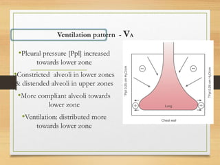 Ventilation pattern - VA
•Pleural pressure [Ppl] increased
towards lower zone
•Constricted alveoli in lower zones
& distended alveoli in upper zones
•More compliant alveoli towards
lower zone
•Ventilation: distributed more
towards lower zone
 