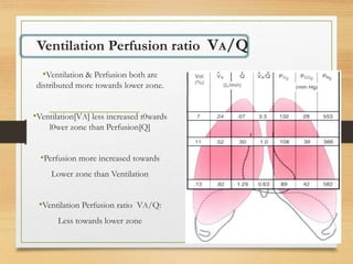 Ventilation Perfusion ratio VA/Q
•Ventilation & Perfusion both are
distributed more towards lower zone.
•Ventilation[VA] less increased t0wards
l0wer zone than Perfusion[Q]
•Perfusion more increased towards
Lower zone than Ventilation
•Ventilation Perfusion ratio VA/Q:
Less towards lower zone
VA/Q
VA
Q
 