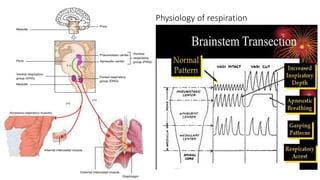 Physiology of respiration
 