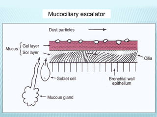 Mucociliary escalator
 