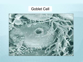Goblet Cell
 
