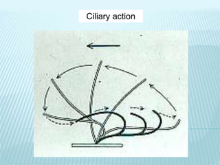 Ciliary action
 
